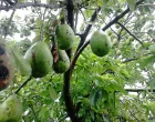 avokado za/