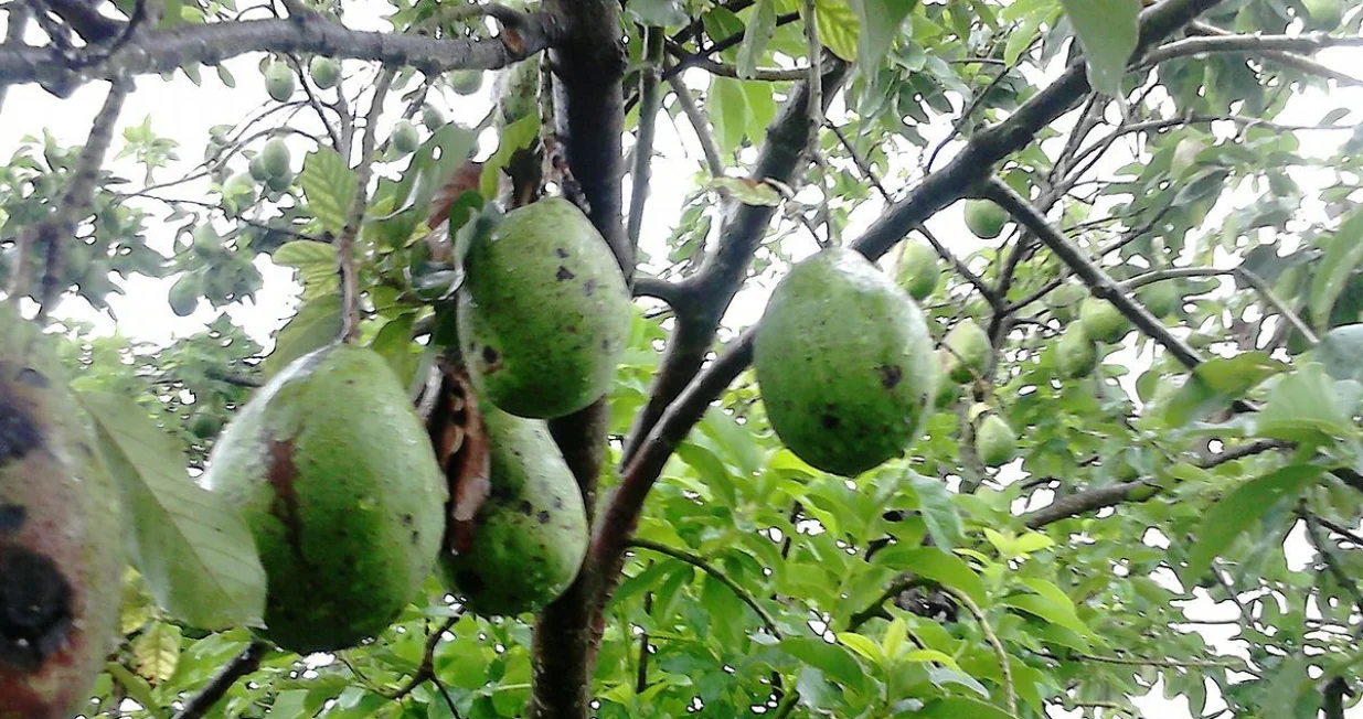 avokado za/