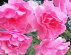 Ruža floribunda/