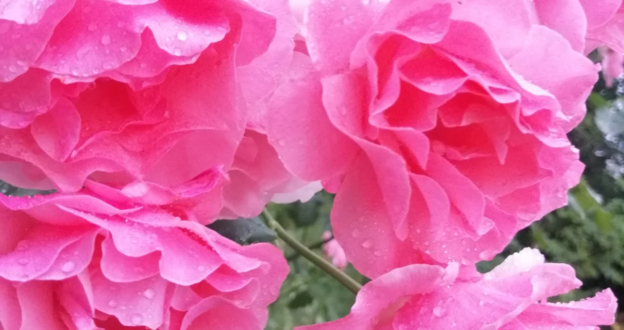 Ruža floribunda/