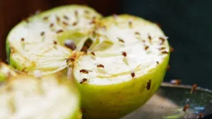 Isprobajte ovu prirodnu metodu bez hemikalija/Pinterest