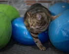 "Simba" se sada liječi/Anadolija/