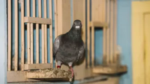 Najefikasniji način da se riješite golubova/Free Pik