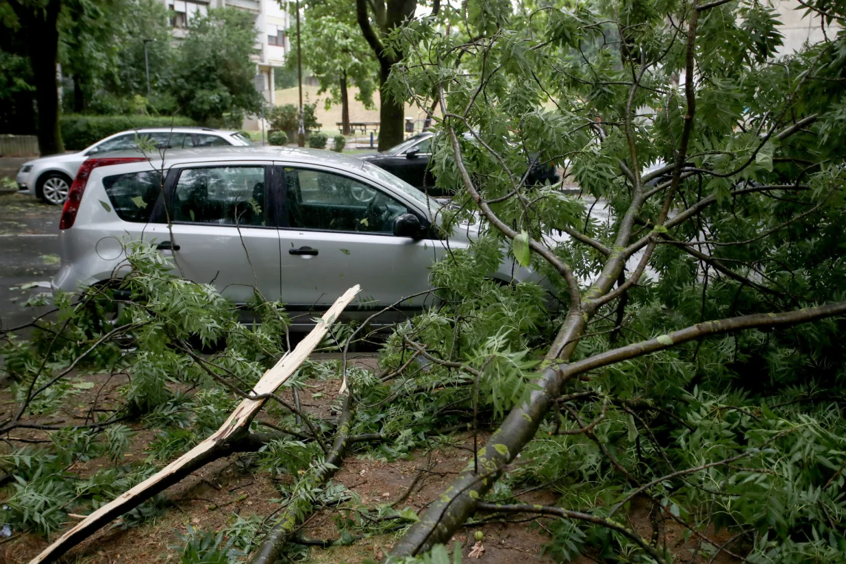 07.07.2025., Zagreb - U prijepodnevnim satima oluja je poharala Zagreb. U Ulici Bozidara Magovca stablo se srusilo na cetiri automobila. Photo: Zeljko Lukunic/PIXSELL/Zeljko Lukunic/pixsell