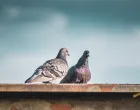Bježe glavom bez obzira/Free Pik
