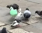 Tik Tok/ Screenshot/Tt