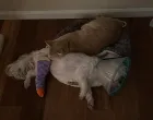 povrijeđena kujica i mačak/Reddit/Reddit