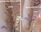 Otrovna riba pauk/Tiktok