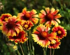 Gaillardia, Gailardija, cvijet, biljka/Iryna Kozhyna