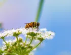 cvijet, pčela, insekti, oprašivanje, priroda/Kenny Goossen