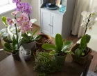 Biljke koje rashlađuju prostoriju bolje nego ventilator/Free Pik