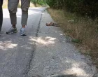 uginula riba/Almir Ćatić