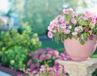 Ovaj trik spašava cvijeće i po paklenim danima/Pexels