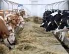 krave mlijeko/