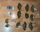 Akcija Merci, pronađena droga na Ilidži//
