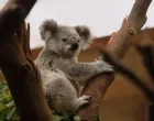 Koala ilustracija/