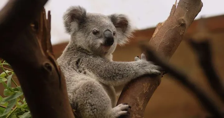 Koala ilustracija/