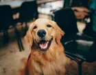 pas, goldi, sretan pas, hrana za pse/Pexels