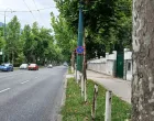 Platane u Alipašinoj Ulici/