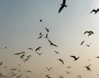 Naizgled jednostavno/Free Pik
