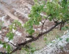 Nevrijeme u Širokom Brijegu, uništeni usjevi, poljoprivreda, grad/Vrisak.info