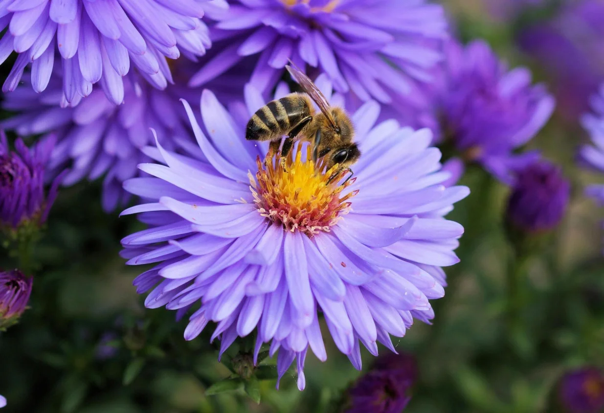 Aster, cvijet//