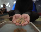 DEIR AL-BALAH, GAZA - 29. JULI:Palestinci koji žive u improviziranim šatorima u izbjegličkom kampu Nuseirat pokušavaju preživjeti izraelsku blokadu i politiku gladovanja kuhajući s odbačenom namirnicama u Deir al-Balahu, Gaza, 29. jula 2025. Porodice pretražuju otpadnu leću kako bi pripremile obroke dok se nestašica hrane pogoršava u Pojasu Gaze. (Hassan Jedi - Anadolu Agency)/
