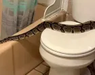 Piton, zmija, WC/Prtsc
