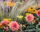 cvijeće, vrt/Gardenersworld.com