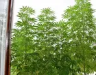 Zaplijenjena marihuana/FUP//