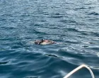 uginuli delfin blizu pelješkog mosta i kleka/Facebook