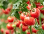 gmo paradajz/