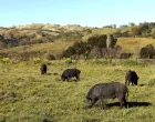 kalifornijske divlje svinje, životinje, svinja, kalifornijska/