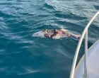 Pronađen mrtav dupin/ignjolov Eging Club Neum//