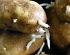 Krompir će biti kao tek ubran/Pinterest