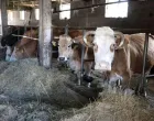 stočarstvo, krave, krdo, štala, krava, životinje/