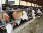 Farma - Porodično gazdinstvo Ranč u Mionici/