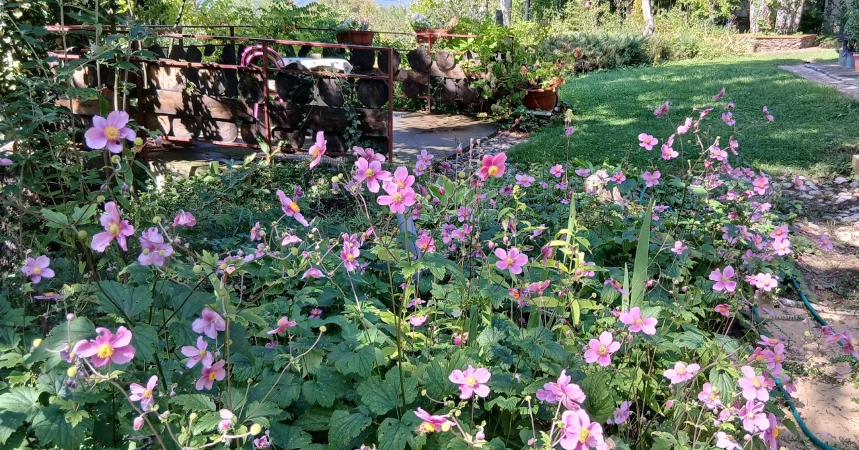 Japanske anemone uživaju u polusjeni/