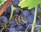 Poskok čekao berača/Vrisak.info