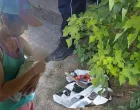 Maja pronašla bebz/Telegraf.rs//