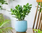 Feng shui/