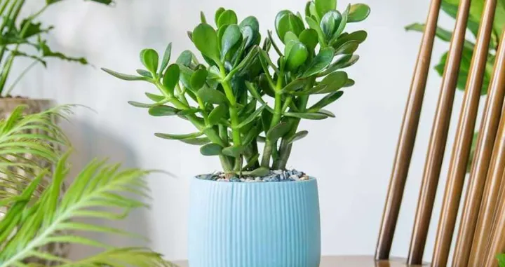 Feng shui/