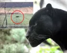 panter srbija apatin/