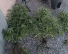 Pronađena droga/PU Banja Luka/