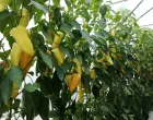 rasadi paprike/