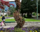 Oblikovana tuja koja se osušila u centru Sarajeva.jpg/