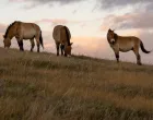 Mongolija divlji konji/