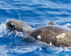 Prvo dokumentirano opažanje gniježđenja glavate želve (Caretta caretta) u Hrvatskoj/