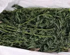 U Gradačcu pronađeno 23 kilograma marihuane, uhapšena jedna osoba/Mup Tk
