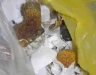 Oduzete sporne gljive/PU Doboj//